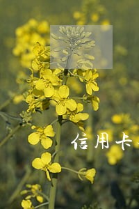 信用卡会停卡吗逾期