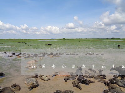 信用卡会逾期复利怎么算的 信用卡会逾期复利怎么算的