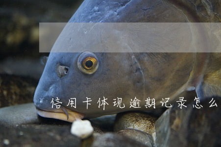 信用卡体现逾期记录怎么消除