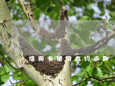 信用卡使用合约逾期 信用卡使用合约逾期