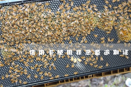 信用卡使用非恶意逾期证明怎么写 信用卡使用非恶意逾期证明怎么写