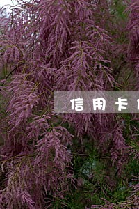 信用卡借100逾期5年 信用卡借100逾期5年