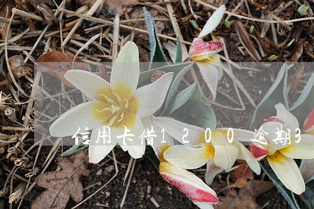 信用卡借1200逾期3个月