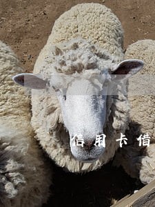 信用卡借5万逾期每月利息多少 信用卡借5万逾期每月利息多少