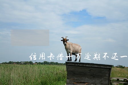 信用卡借一万逾期不还一年利息 信用卡借一万逾期不还一年利息