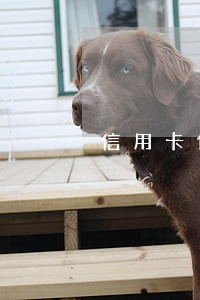 信用卡借呗逾期会拍卖按揭房子吗 信用卡借呗逾期会拍卖按揭房子吗
