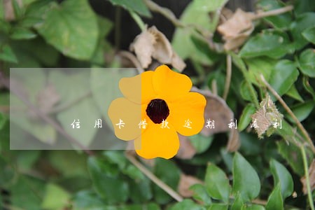 信用卡借款逾期利滚利 信用卡借款逾期利滚利