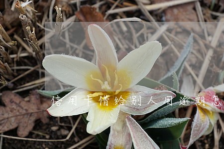 信用卡借给别人用逾期怎么办 信用卡借给别人用逾期怎么办