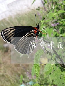 信用卡借给别人逾期记录 信用卡借给别人逾期记录