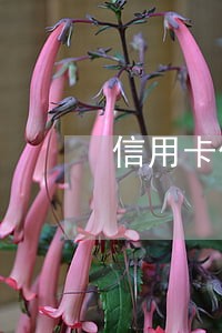 信用卡做分期逾期1个月 信用卡做分期逾期1个月