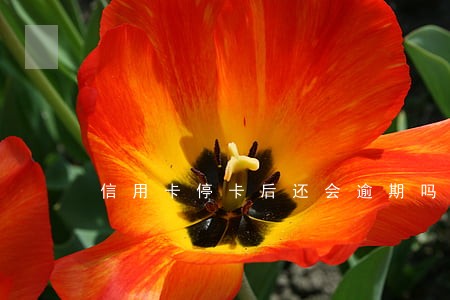 信用卡停卡后还会逾期吗 信用卡停卡后还会逾期吗