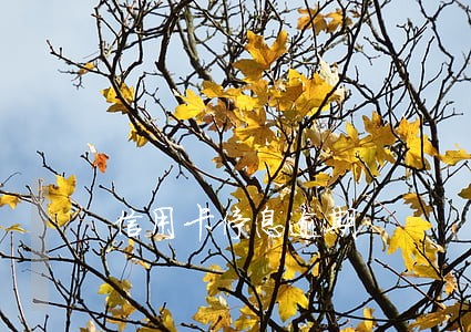 信用卡停息逾期 信用卡停息逾期