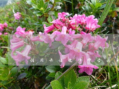 信用卡催收律师咨询电话 信用卡催收律师咨询电话