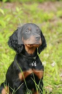 信用卡催款逾期还不起了怎么处理 信用卡催款逾期还不起了怎么处理
