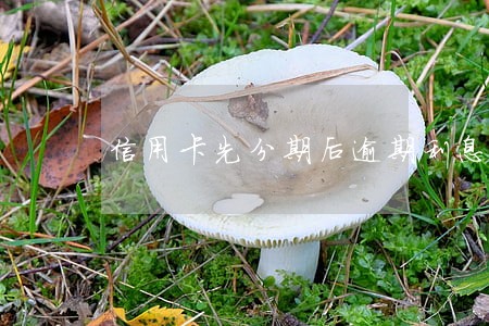信用卡先分期后逾期利息怎么算 信用卡先分期后逾期利息怎么算