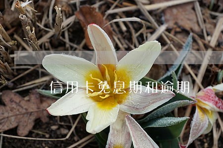 信用卡免息期和逾期 信用卡免息期和逾期