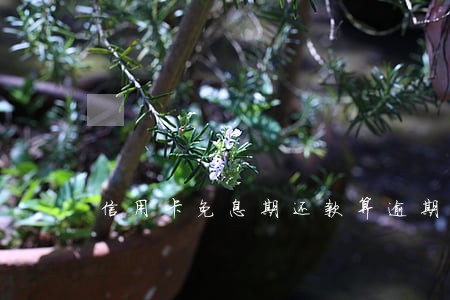 信用卡免息期还款算逾期吗