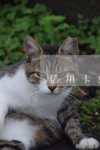 信用卡免费没交算逾期吗