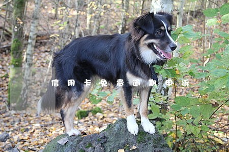 信用卡免费逾期申诉 信用卡免费逾期申诉