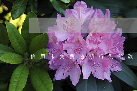 信用卡免费逾期行刚给改么