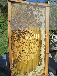 信用卡全部逾期可办低保吗