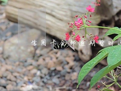 信用卡全部逾期暂时还不上怎么办 信用卡全部逾期暂时还不上怎么办