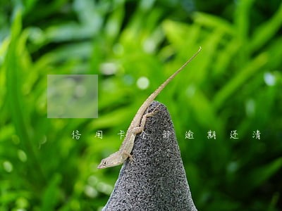 信用卡全部逾期还清