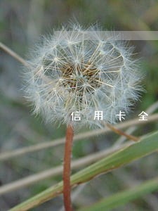 信用卡全面逾期可以卖房子吗 信用卡全面逾期可以卖房子吗
