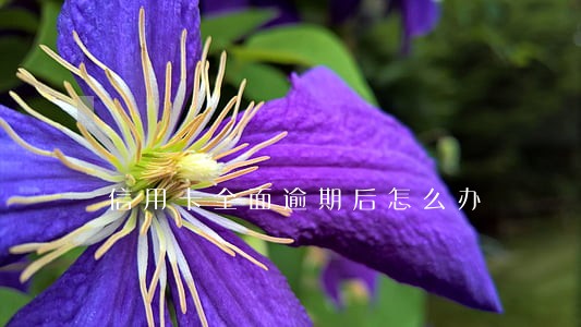 信用卡全面逾期后怎么办 信用卡全面逾期后怎么办
