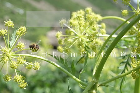 信用卡全面逾期心情崩溃
