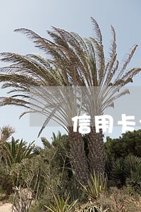 信用卡全面逾期暂时无能力还 信用卡全面逾期暂时无能力还