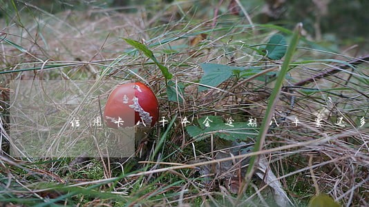 信用卡八千本金逾期八年要还多少 信用卡八千本金逾期八年要还多少