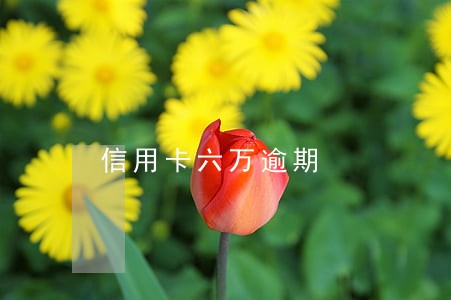 信用卡六万逾期 信用卡六万逾期