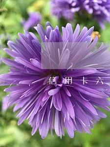 信用卡六万逾期无力偿还