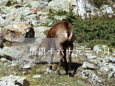 信用卡六十元三个月逾期 信用卡六十元三个月逾期