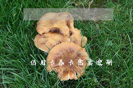 信用卡养卡需要逾期