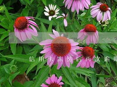 信用卡冻结后再次逾期