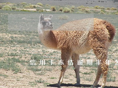 信用卡冻结逾期半年怎么办 信用卡冻结逾期半年怎么办