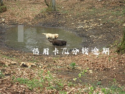 信用卡几分钱逾期