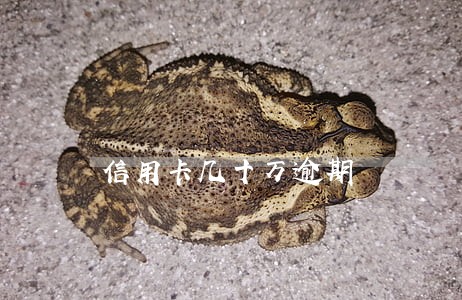 信用卡几十万逾期 信用卡几十万逾期