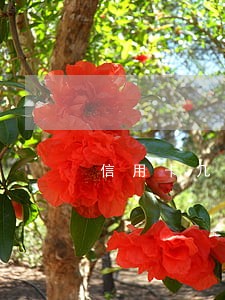 信用卡几十元的逾期可以消除