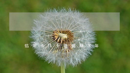 信用卡几千块逾期半年