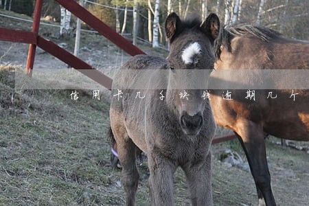 信用卡几千块钱逾期几个月 信用卡几千块钱逾期几个月