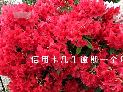 信用卡几千逾期一个月 信用卡几千逾期一个月
