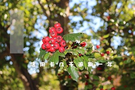 信用卡几千逾期一年