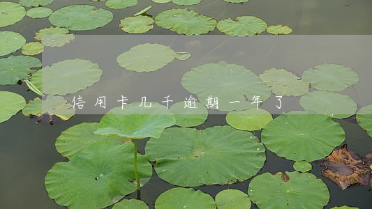 信用卡几千逾期一年了 信用卡几千逾期一年了