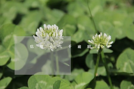 信用卡几千逾期半年 信用卡几千逾期半年
