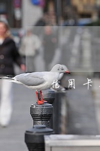 信用卡几千额度逾期变几万