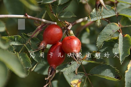 信用卡几块钱逾期好久 信用卡几块钱逾期好久