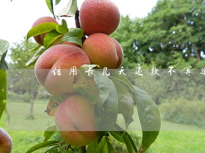信用卡几天还款不算逾期吗 信用卡几天还款不算逾期吗
